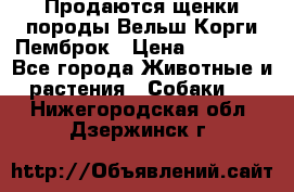 Продаются щенки породы Вельш Корги Пемброк › Цена ­ 40 000 - Все города Животные и растения » Собаки   . Нижегородская обл.,Дзержинск г.